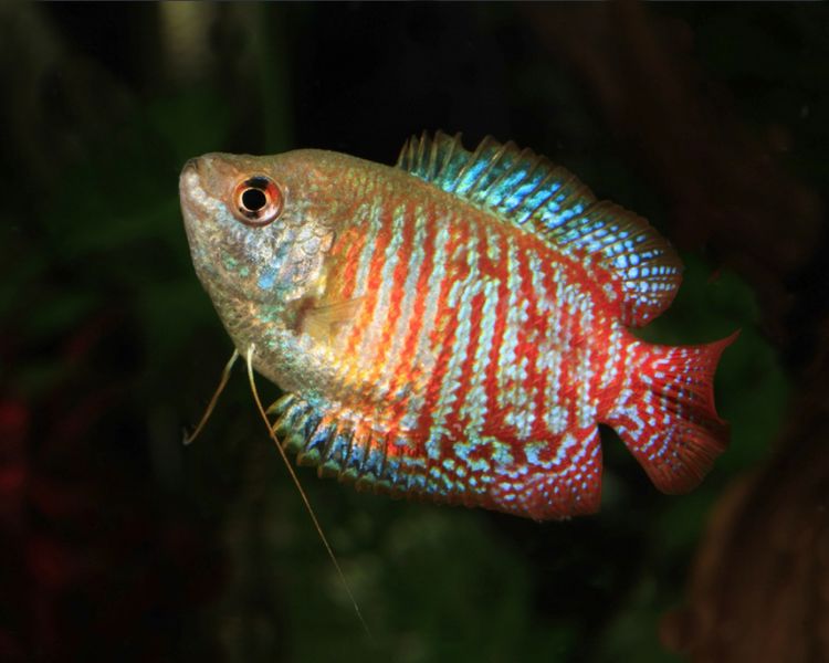 Rainbow Dwarf Gourami ~ 2cm - 3cm